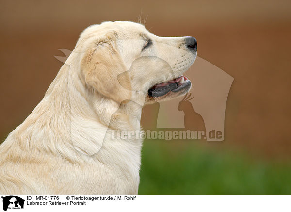Labrador Retriever Portrait / Labrador Retriever Portrait / MR-01776