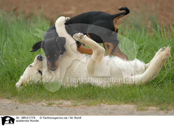 spielende Hunde / playing dogs / MR-01778
