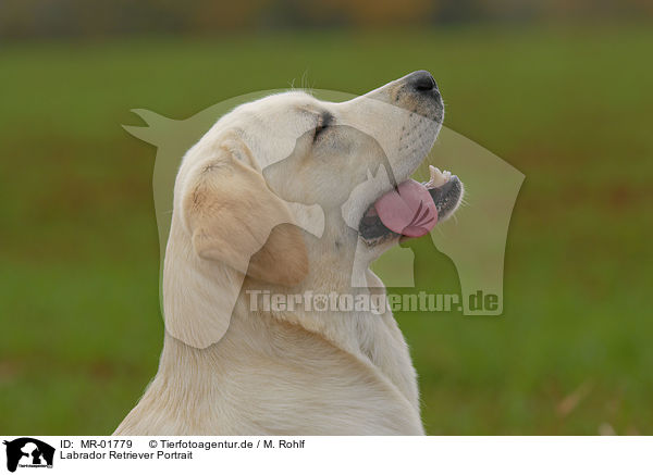 Labrador Retriever Portrait / Labrador Retriever Portrait / MR-01779