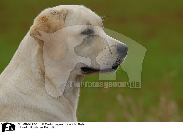 Labrador Retriever Portrait / Labrador Retriever Portrait / MR-01780