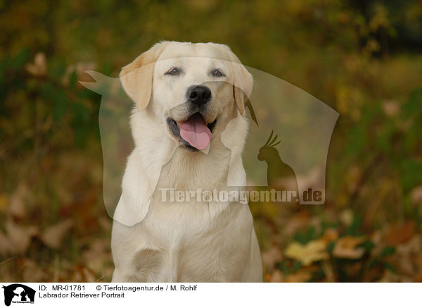 Labrador Retriever Portrait / MR-01781