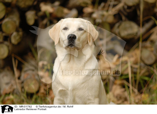 Labrador Retriever Portrait / MR-01782
