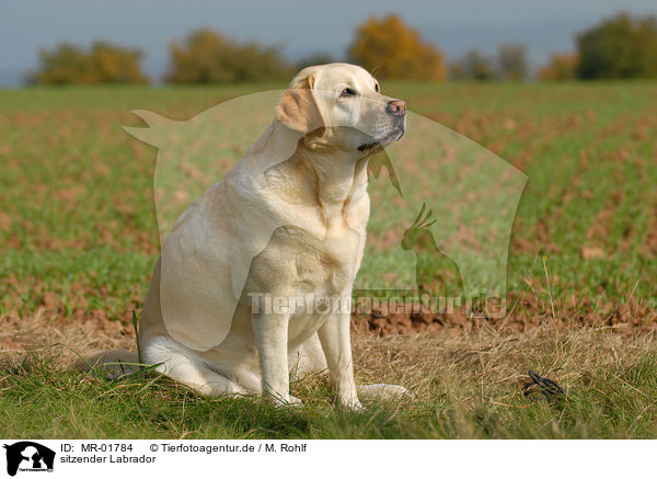 sitzender Labrador / sitting Labrador / MR-01784