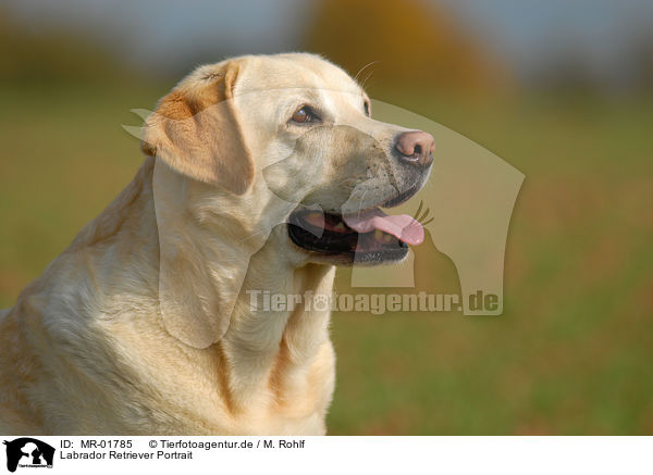 Labrador Retriever Portrait / MR-01785