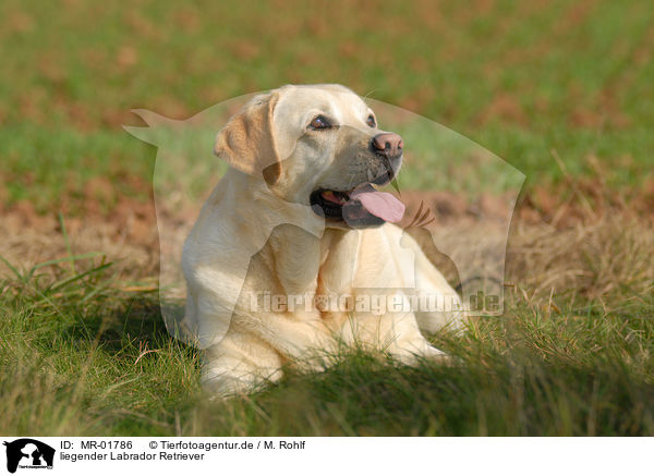 liegender Labrador Retriever / lying Labrador Retriever / MR-01786