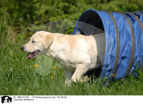 Labrador Retriever / MR-01789