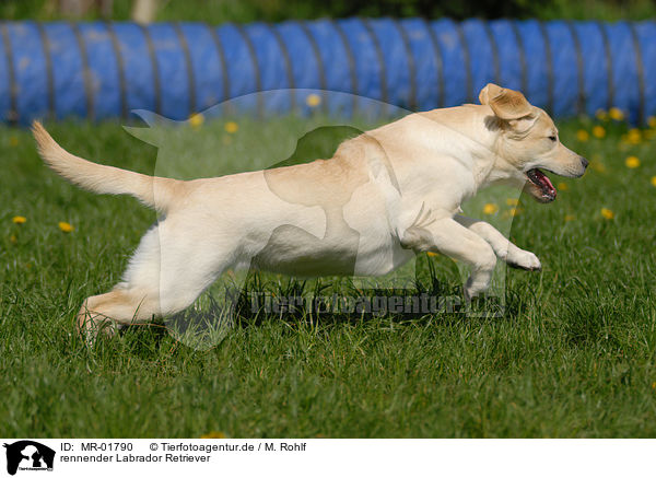 rennender Labrador Retriever / running Labrador Retriever / MR-01790