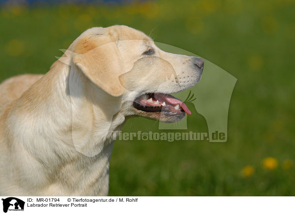 Labrador Retriever Portrait / MR-01794