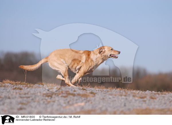 rennender Labrador Retriever / MR-01800
