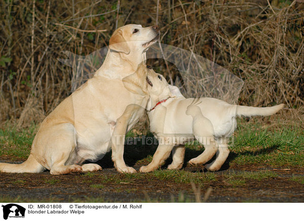 blonder Labrador Welpe / MR-01808