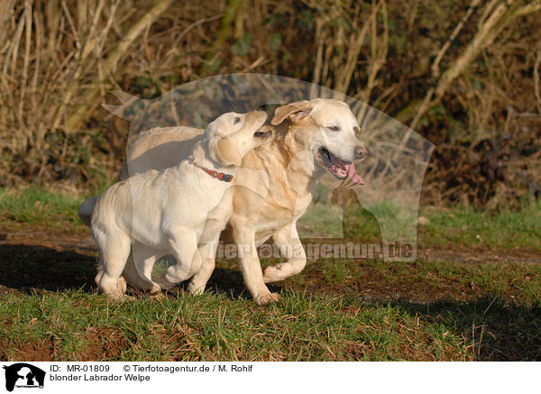 blonder Labrador Welpe / MR-01809