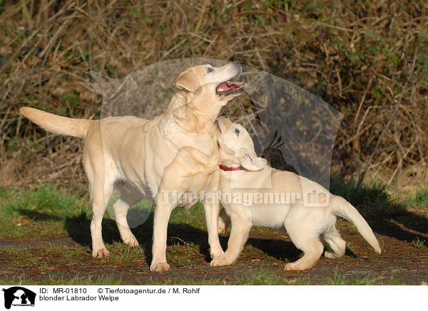 blonder Labrador Welpe / MR-01810