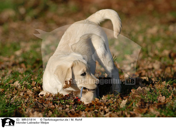 blonder Labrador Welpe / blonde Labrador puppy / MR-01814