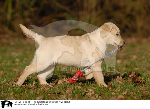 rennender Labrador Retriever / MR-01815