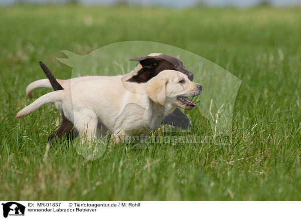 rennender Labrador Retriever / running Labrador Retriever / MR-01837