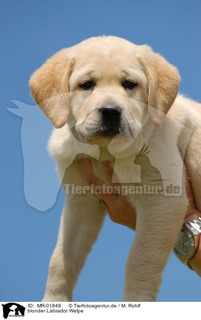 blonder Labrador Welpe / MR-01848