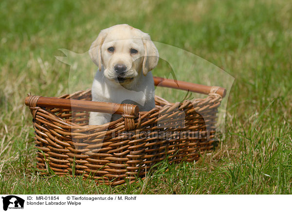 blonder Labrador Welpe / MR-01854