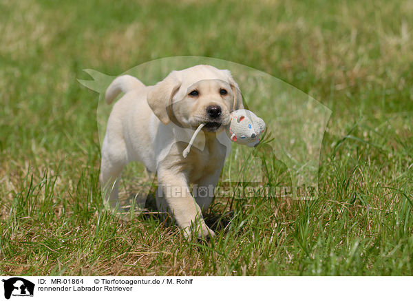 rennender Labrador Retriever / MR-01864