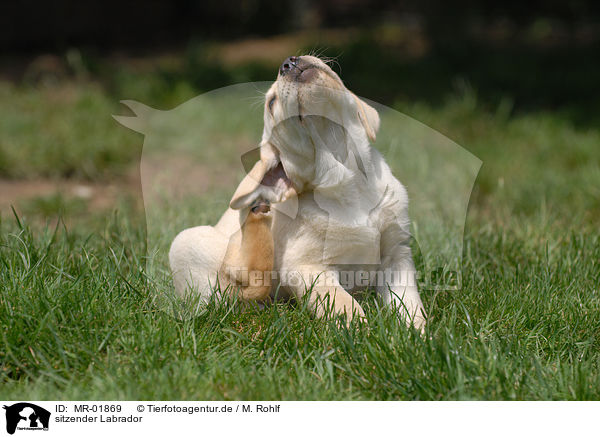 sitzender Labrador / MR-01869