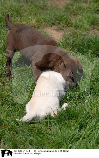 blonder Labrador Welpe / MR-01871