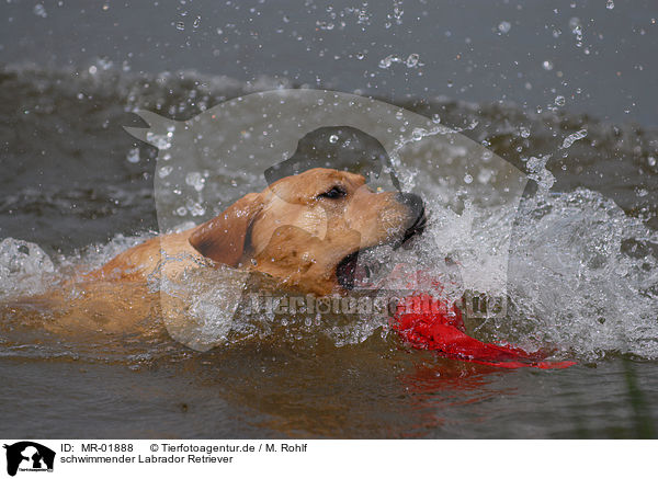 schwimmender Labrador Retriever / swimming Labrador Retriever / MR-01888