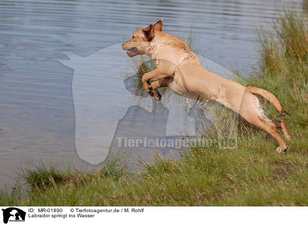 Labrador springt ins Wasser / MR-01890