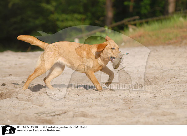rennender Labrador Retriever / MR-01910