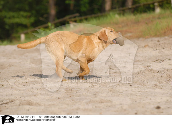 rennender Labrador Retriever / MR-01911