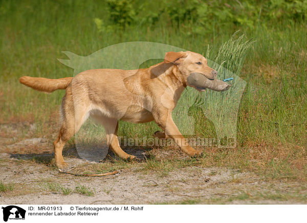 rennender Labrador Retriever / MR-01913