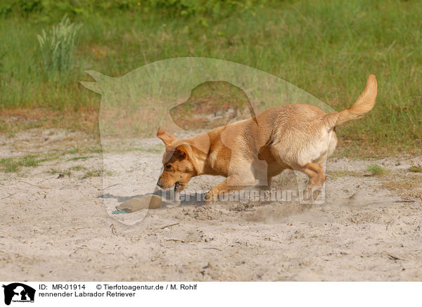 rennender Labrador Retriever / MR-01914
