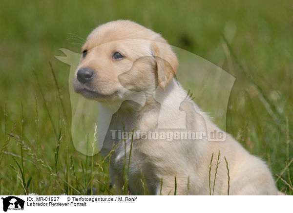 Labrador Retriever Portrait / MR-01927