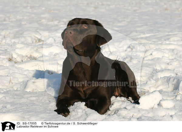 Labrador Retriever im Schnee / Labrador Retriever in the snow / SS-17005