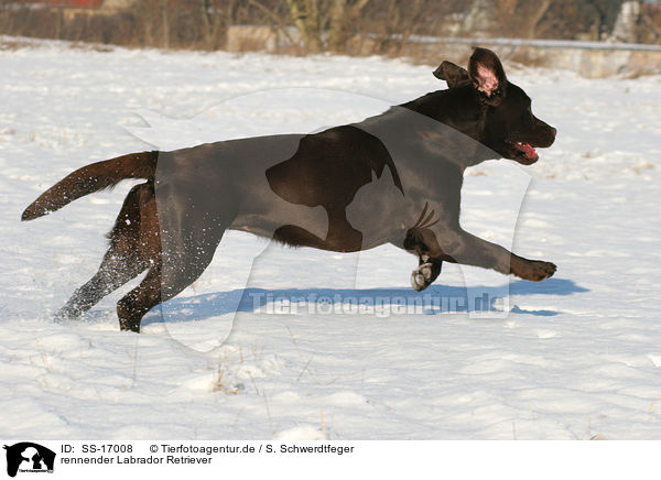 rennender Labrador Retriever / SS-17008