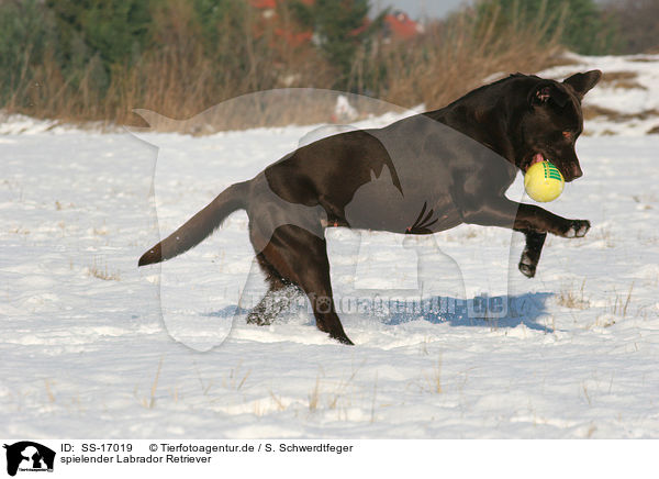 spielender Labrador Retriever / playing Labrador Retriever / SS-17019