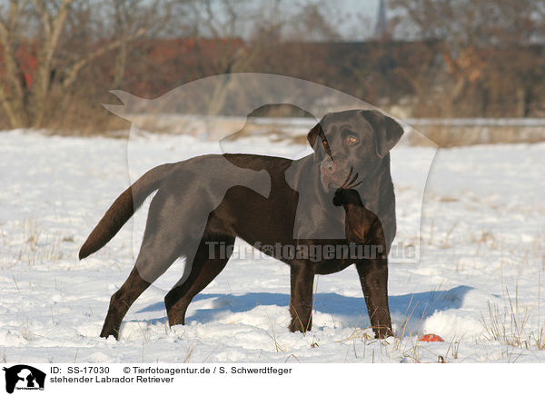 stehender Labrador Retriever / standing Labrador Retriever / SS-17030