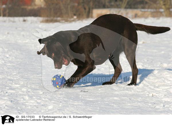 spielender Labrador Retriever / SS-17033