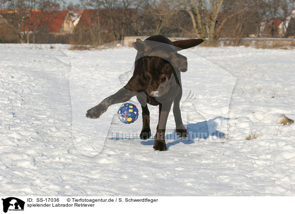 spielender Labrador Retriever / SS-17036