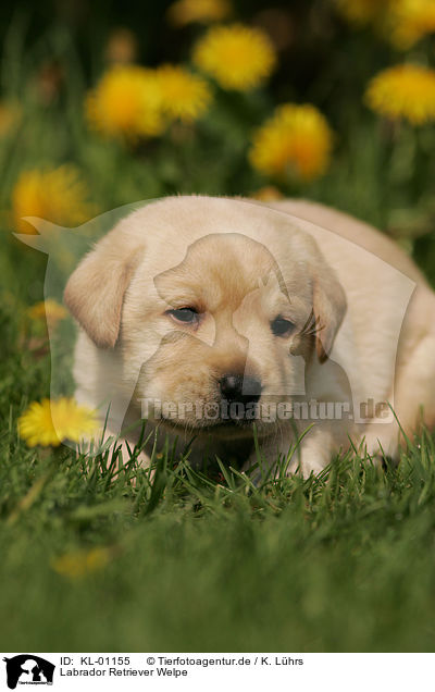 Labrador Retriever Welpe / KL-01155