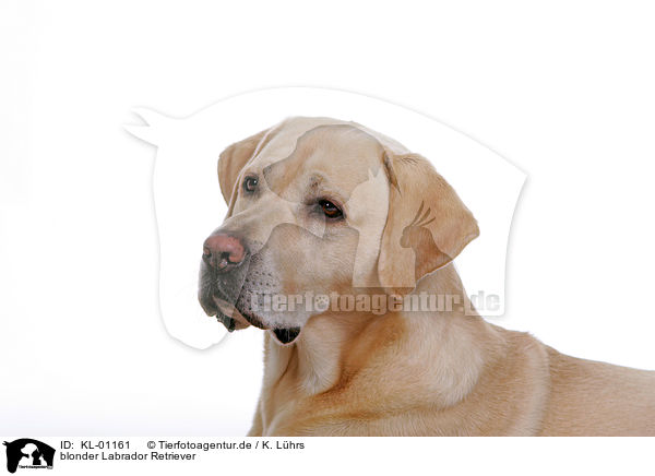 blonder Labrador Retriever / blonde Labrador Retriever / KL-01161