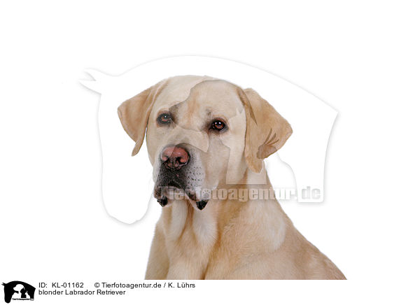 blonder Labrador Retriever / blonde Labrador Retriever / KL-01162