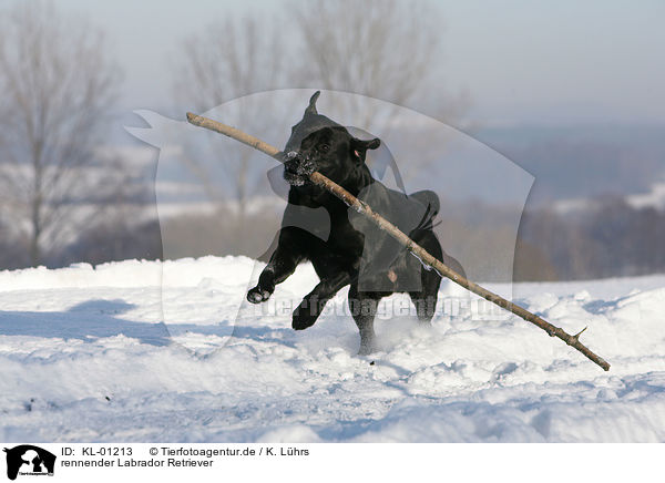 rennender Labrador Retriever / KL-01213