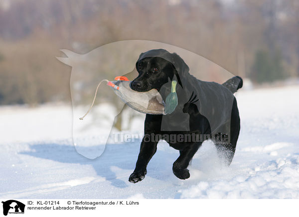 rennender Labrador Retriever / running Labrador Retriever / KL-01214