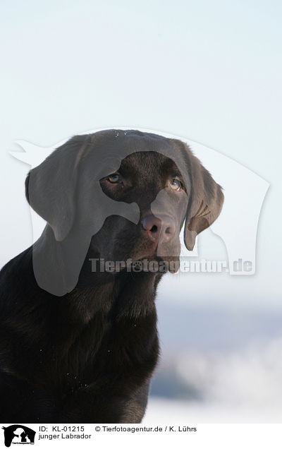 junger Labrador / young Labrador / KL-01215