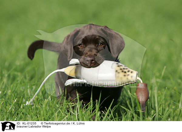 brauner Labrador Welpe / brown Labrador Puppy / KL-01235