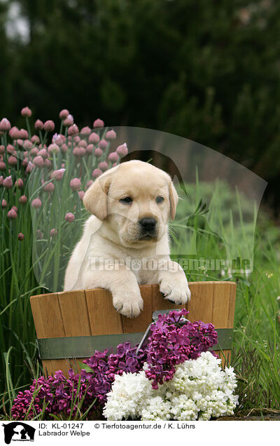 Labrador Welpe / Labrador Puppy / KL-01247