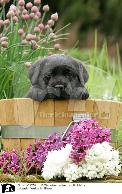 Labrador Welpe im Eimer / Labrador Puppy in bucket / KL-01254