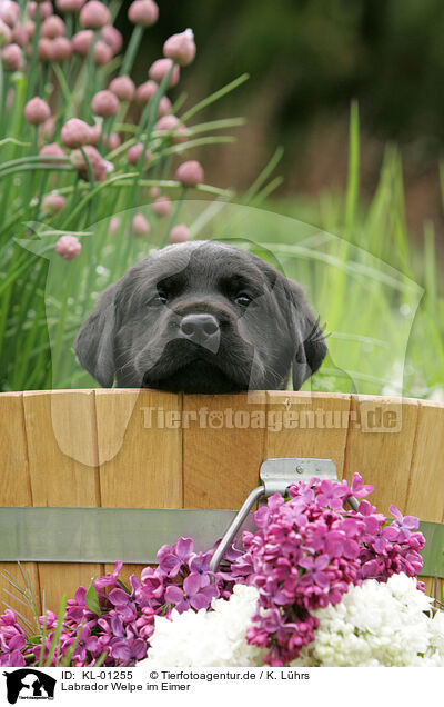 Labrador Welpe im Eimer / Labrador Puppy in bucket / KL-01255
