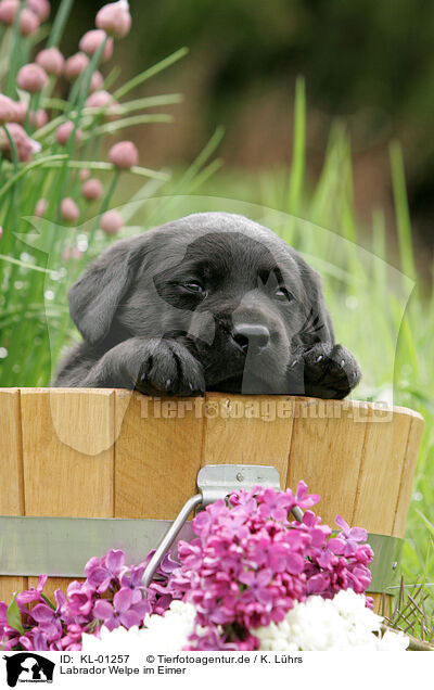 Labrador Welpe im Eimer / Labrador Puppy in bucket / KL-01257