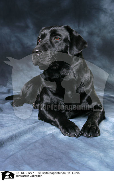 schwarzer Labrador / black Labrador / KL-01277