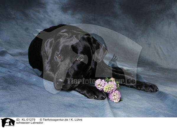 schwarzer Labrador / black Labrador / KL-01279